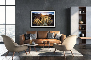 Sun Cactus