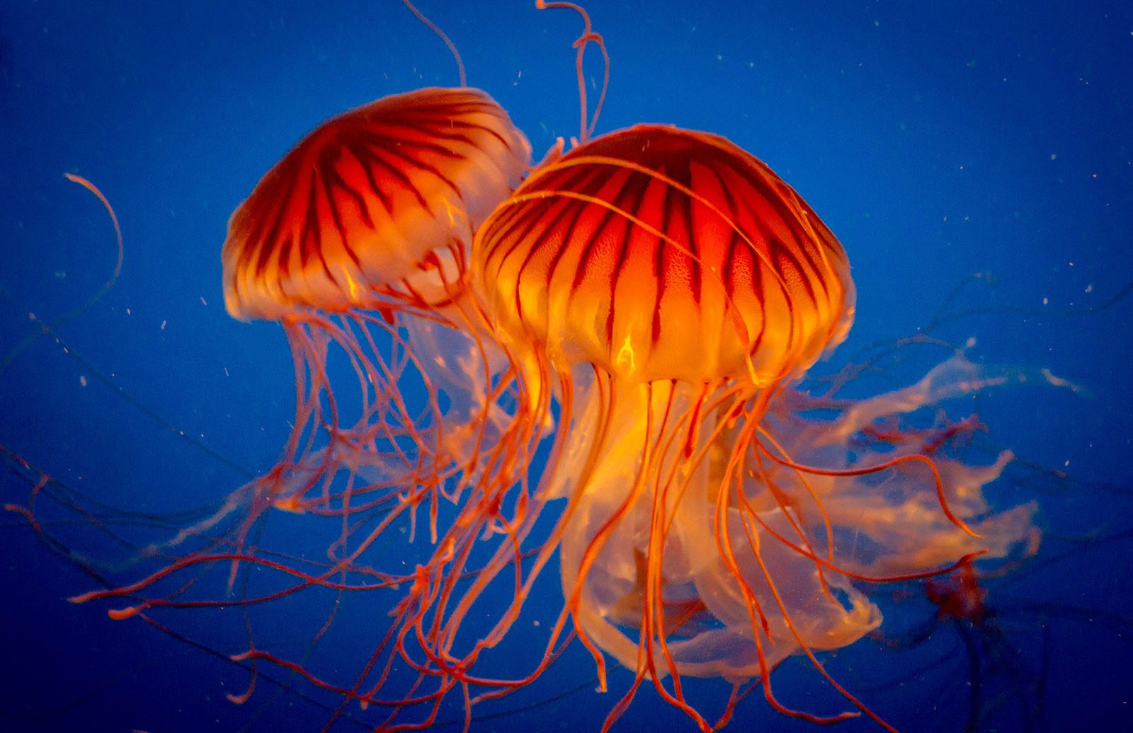 Two Jellies